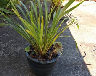 Variegated Flax Lily (Phormium tenax 'Yellow Wave') in Glazed Ceramic Planter