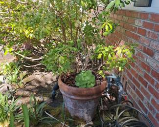 Terracotta Planter with Aeonium Succulent