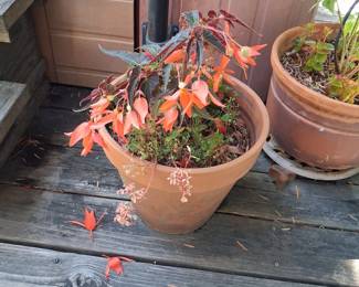 Begonia boliviensis 'Santa Cruz Sunset'