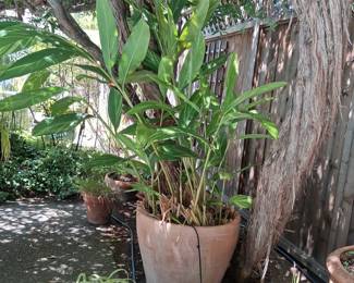 Large Terracotta Planter with Variegated Shell Ginger Plant