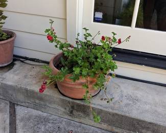 Terracotta Planter with Geraniums