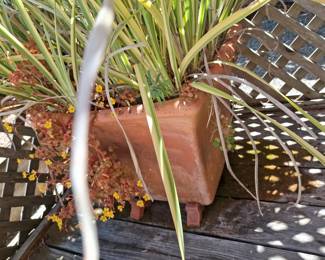 Variegated Phormium (New Zealand Flax) in Terracotta Pot