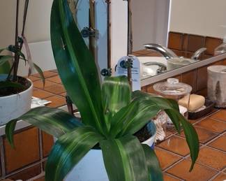 Dracaena fragrans 'Massangeana' (Corn Plant)