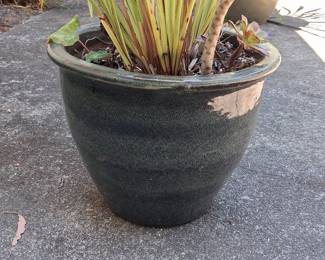 Variegated Flax Lily (Phormium tenax 'Yellow Wave') in Glazed Ceramic Planter