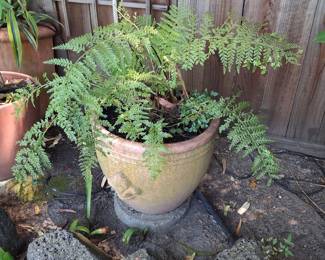Terracotta Fern Pot with Decorative Face and Rabbit's Foot Fern