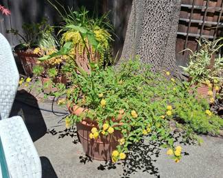 Trailing Lantana 'New Gold' in Terracotta Pot