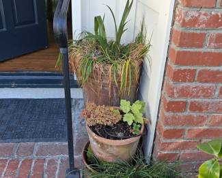 Terracotta Planters with Assorted Plants