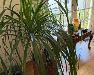 Dracaena Marginata (Dragon Tree)