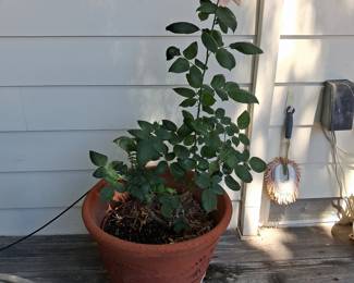 Terracotta Rose Planter with Rose Bush