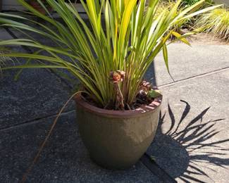 Phormium tenax 'Lemon Spritzer' in Ceramic Pot