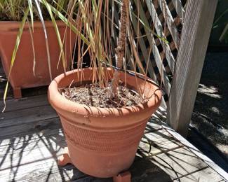 Terracotta Planter with Ponytail Palm