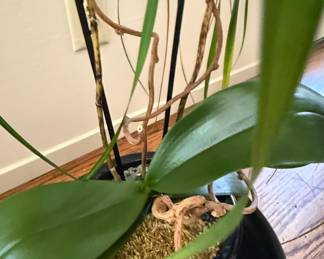 Phalaenopsis Orchid Plant in Black Ceramic Pot