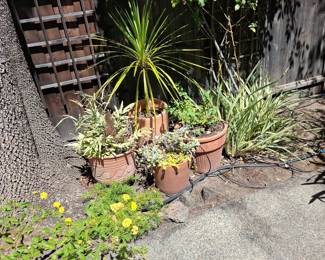 Terracotta Planter Collection with Assorted Plants