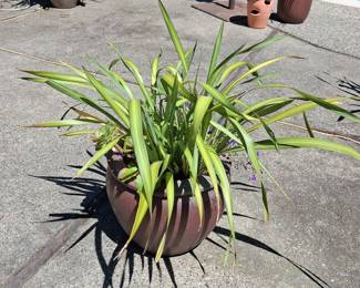 Variegated Flax Lily (Dianella 'Little Jess')