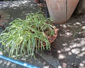 Variegated Spider Plant (Chlorophytum comosum 'Vittatum')