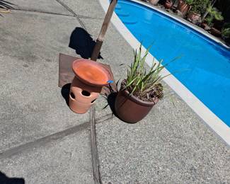 Cordyline 'Red Star' and Terracotta Planter