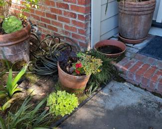 Terracotta Planters with Assorted Plants