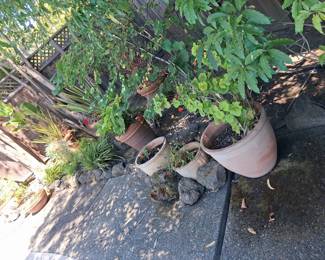 Terracotta Planters Assortment