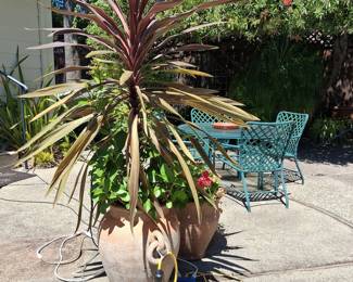 Cordyline 'Red Star' and Terracotta Planter