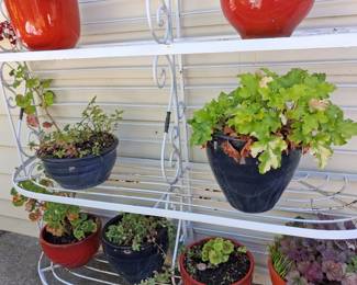 White Metal Tiered Plant Stand with Heuchera and Geranium Plants