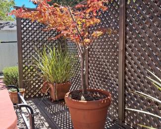 Deroma Italia Large Terracotta Planter