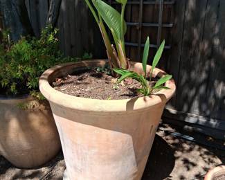 Terracotta Planter Pots with Bird of Paradise Plants