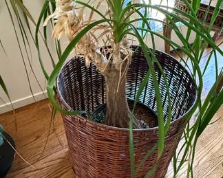 Dracaena Marginata (Dragon Tree)