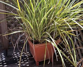 Terracotta Square Planter with Foliage