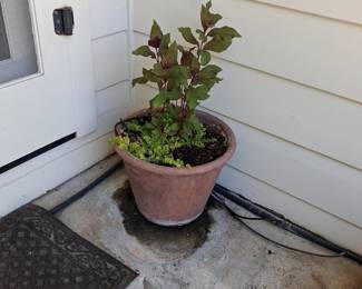 Terracotta Pot with Amaranth and Creeping Jenny