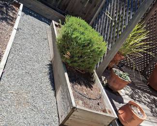 Wooden Raised Garden Bed with Rosemary Plant