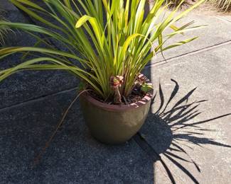 Phormium tenax 'Lemon Spritzer' in Ceramic Pot