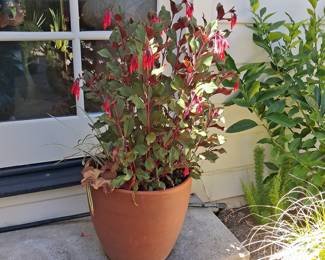 Fuchsia 'Gartenmeister Bonstedt'