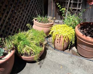 Terracotta Planter Collection