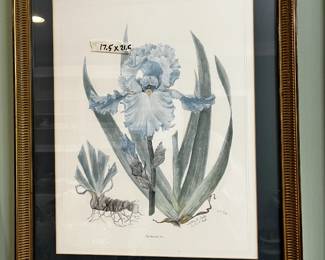 #150	Iris watercolor print by Sally B Cobb 17.5x21.5"	 $75.00 