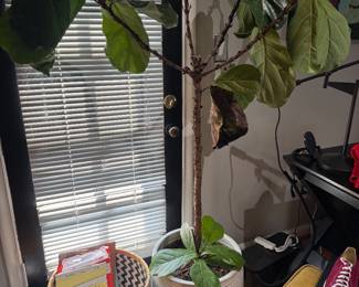 Plants