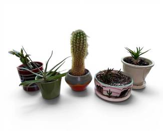 Live Cacti  Aloe Plants
