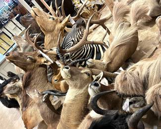Exotic taxidermy