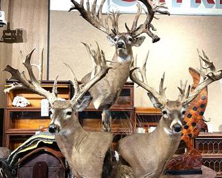 Taxidermy