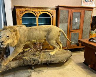 Lion full body taxidermy mount
