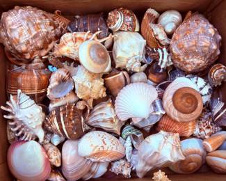 Sea Shells