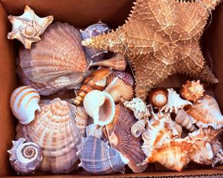 Sea Shells