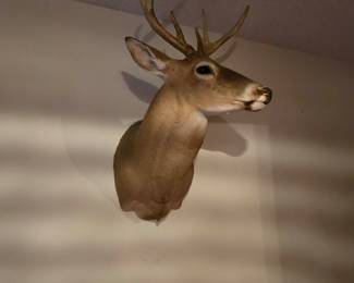 White Tail Sholder Mount - NC Wildlife Trophy Sale Permit Number - TSP27000074