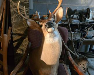 White Tail Sholder Mount - NC Wildlife Trophy Sale Permit Number - TSP27000073