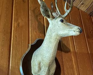 White Tail Deer Shoulder Mount  on Wood - NC Wildlife Trophy Sale Permit Number - TSP27000072