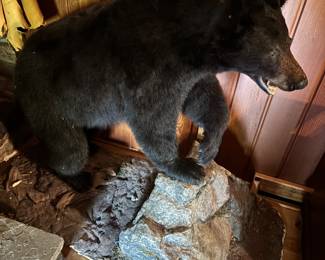 American Black Bear Mounted from the Coast of NC - NC Wildlife Trophy Sale Permit Number - TSP27000075