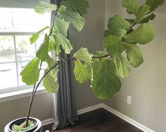 Fiddle Leaf Fig Plant in Decorative Planter