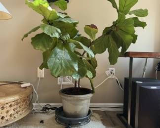 Fiddle Leaf Fig Tree in Pot
