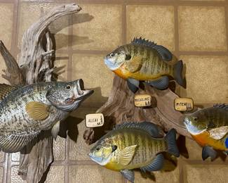 Blue gil bass fish Taxidermy on driftwood $250