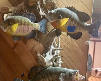 Three blue girl taxidermy on Driftwood 150; black crappie taxidermy on driftwood $100