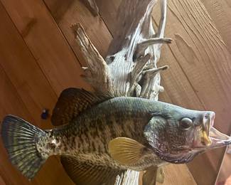 Taxidermy Black Crappie on drift wood $100